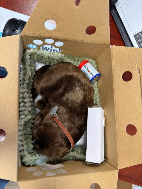 Tweedekans labrador knuffel op batterij in draagdoos met groen mandje en accessoire, van boven gefotografeerd.